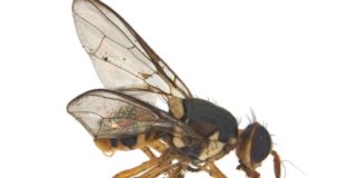 Fruit fly common in Tonga found in New Zealand