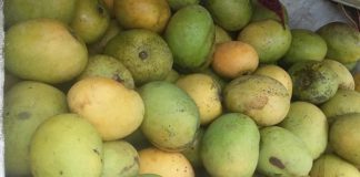 Tongans urged to bin fruit before travel to NZ
