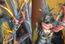 Supreme Court opens way for AG to comment on dispute over claim for cable damage