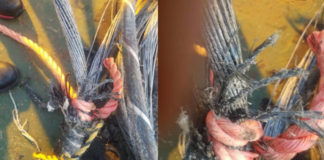 Implication of “foul play” says director, as photos show suspicious rope tied to internet cable 