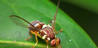 Second Queensland fruit fly discovered in Auckland suburb of Northcote