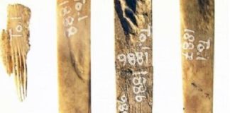 Ancient Tongan tattooing tools are oldest in region; predate recent American discovery