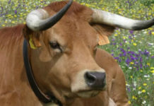 Dispute over ownership of bull sent back to Magistrate’ Court after appeal succeeds