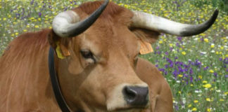 Dispute over ownership of bull sent back to Magistrate’ Court after appeal succeeds