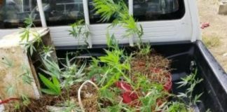 Teacher arrested with cannabis grown at ‘Eua High School