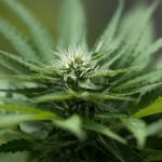 Lobbyists in Tonga want marijuana legalised for medical reasons; MOH says kingdom too small to bear it