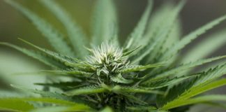 Lobbyists in Tonga want marijuana legalised for medical reasons; MOH says kingdom too small to bear it