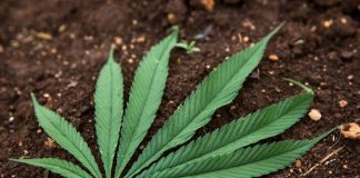 Has Cabinet approved application to grow hemp in Tonga? Document says public consultation will follow decision