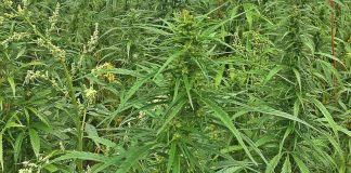 PM Tu‘i‘onetoa finally pulls plug on hemp decision that ignited public protests