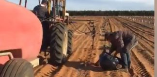 Tonga seasonal worker dies in Australia; agent reports absconders to police