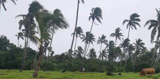 Complaint lodged with police after another cow from same owner butchered, stolen in Tongatapu