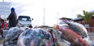 International report warns Tongan fish stocks dwindling; critical for fishermen to be educated