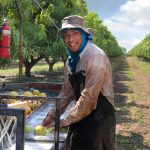 Tongan participant in the Seasonal Worker Programme-Credit-DFAT-Flickr-CC-BY-2.0