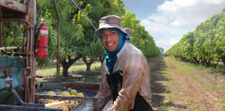 Income from seasonal employment outweighs trade and aid from Australia, says new research