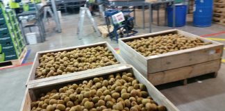 Covid-19 pandemic may pose risks for seasonal programmes in NZ and Australia
