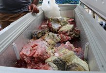 Tongan authorities seize illegal turtle meat found in shipment at Queen Sālote Wharf
