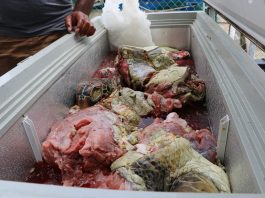 Tongan authorities seize illegal turtle meat found in shipment at Queen Sālote Wharf