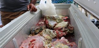 Tongan authorities seize illegal turtle meat found in shipment at Queen Sālote Wharf