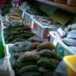 Sea Cucumber RNZ photo