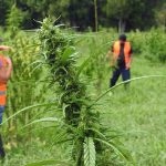 Hikurangi Enterprises wants to be front and centre in the medicinal cannabis industry.