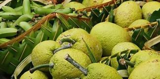 Canadian report heaps praise on breadfruit and shows where Tongan agriculture can find new markets to help economy after Covid-19