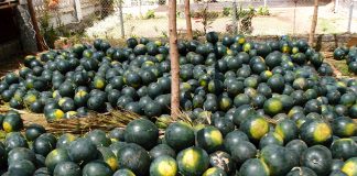 Lifting melon ban depends on how fast Tongan authorities work, NZ biosecurity boss says