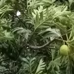 Breadfruit