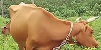 Four Tongatapu women, three men appear in court over cattle theft, killings