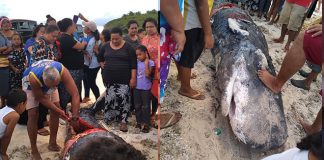 Locals butcher whale stranded in Ha’apai