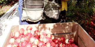 Tongan seasonal worker dies in Hawkes Bay