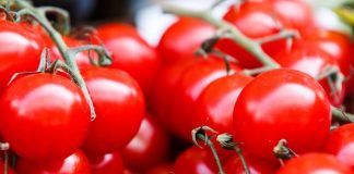 MPI continues effort to control tomato disease