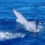 Whale tail in Vava’u