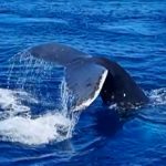 Whale tail in Vava’u seas