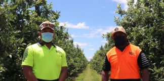 An RSE Christmas in Aotearoa