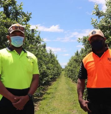 Landmark New Zealand Court ruling protects Tongan workers from illegal overseas recruitment fees