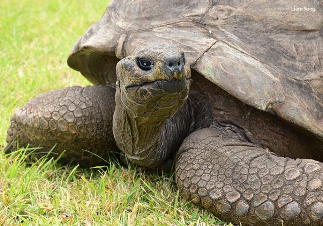 St Helena 190 year old breaks Tonga’s world record for oldest tortoise ...