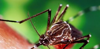 Why are mosquitoes attracted to some people more than others?