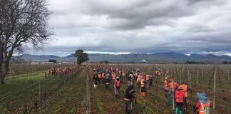Stranded Tongans better off in NZ, says RSE scheme official