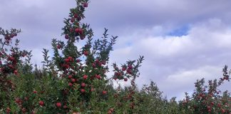 Omicron NZ: Tongan workers in Ōpōtiki test positive