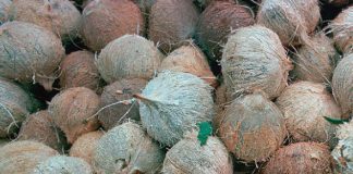 Officials Seized Nearly 20,000 Coconuts Filled With Liquid Cocaine