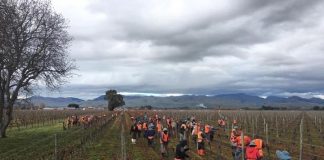 Tonga eruption: RSE workers arrive in NZ