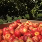Apple RSE