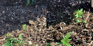Cannabis seedlings weeded out of Parliament grounds