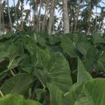 Taro-leaves