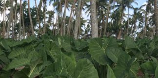 Tongan families to benefit from Belgian, US-funded project to get agriculture back on its feet