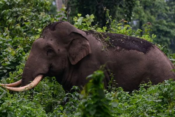 Elephant kills woman then returns to trample her corpse at funeral in