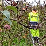 Fruit pickers