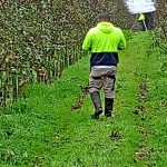 Fruit pickers copy