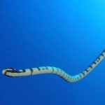 sea snake