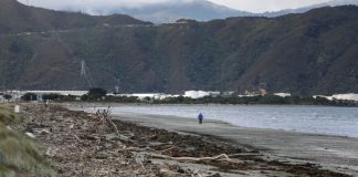 Police launch investigation after foot found on Wellington beach
